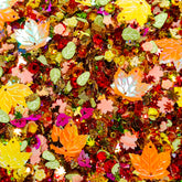 Colors of Fall - M7